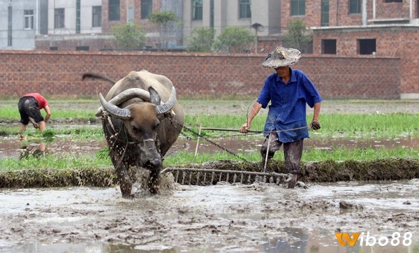 Giấc mơ về trâu cày ruộng tượng trưng cho sự lao động ổn định và thịnh vượng trong cuộc sống