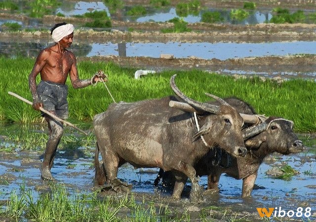 Giấc mơ thấy trâu cày ruộng húc nhau biểu thị sự đối đầu trong cuộc sống