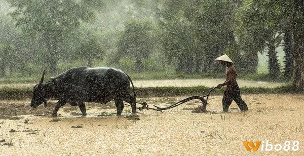 Giấc mơ thấy trâu cày ruộng dưới mưa biểu thị sự khó khăn và thử thách trong cuộc sống