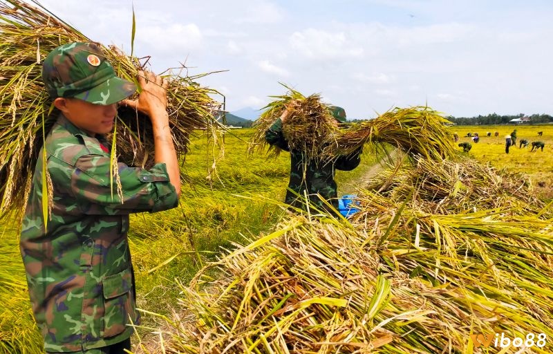 Hiện tượng chiêm bao lúa chín xuất hiện ẩn chứa cả điềm cát và hung 