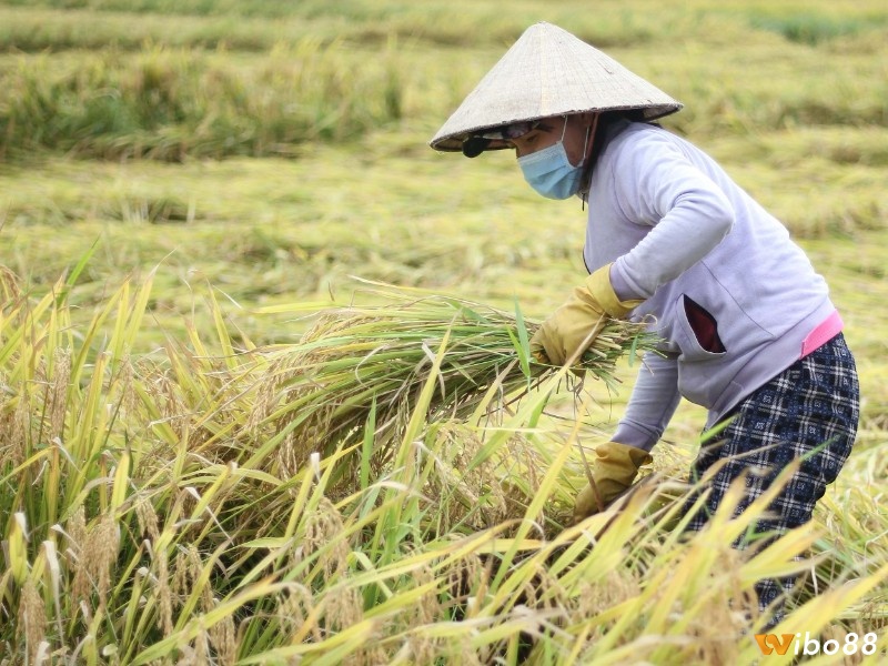 Chiêm bao lúa chín giúp cho chủ mộng biết được sự kiện tương lai