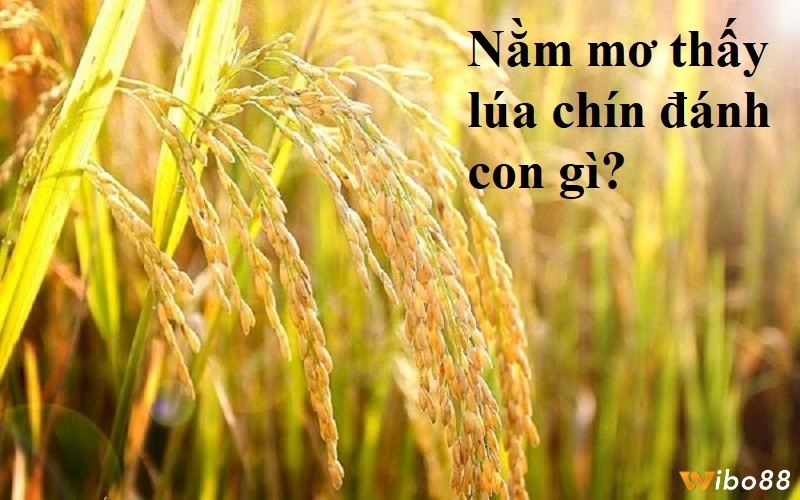 Nằm mơ thấy lúa chín đánh con gì trúng đậm?