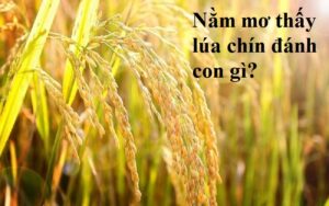 Nằm mơ thấy lúa chín đánh con gì? Là điềm báo gì?