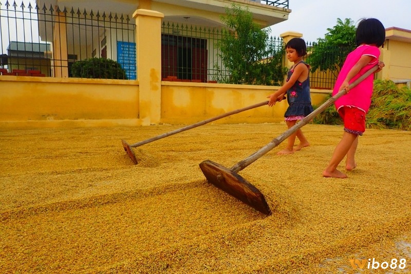 Hãy tự tin chọn con số lô đề may mắn cho bản thân khi mơ thấy thóc đánh đề con gì nhé!