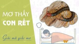 Mơ thấy rết to đánh đề con gì? Giải mã giấc mơ nhìn thấy rết to