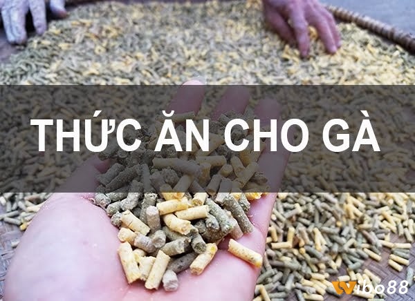 Tìm hiểu thông tin về thức ăn cho gà đá