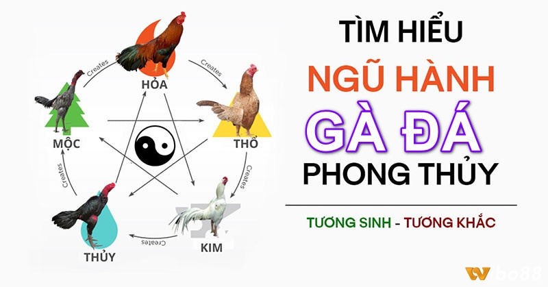 Hiểu rõ về màu mang gà đá và có ý nghĩa như thế nào để chọn gà phù hợp