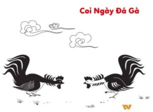 Màu mạng gà đá theo ngày xem như thế nào? Có tác dụng gì?