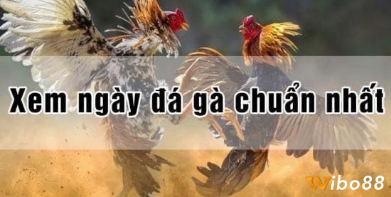 Hướng dẫn cách xem ngày đá gà chuẩn xác và hiệu quả nhất cho anh em 