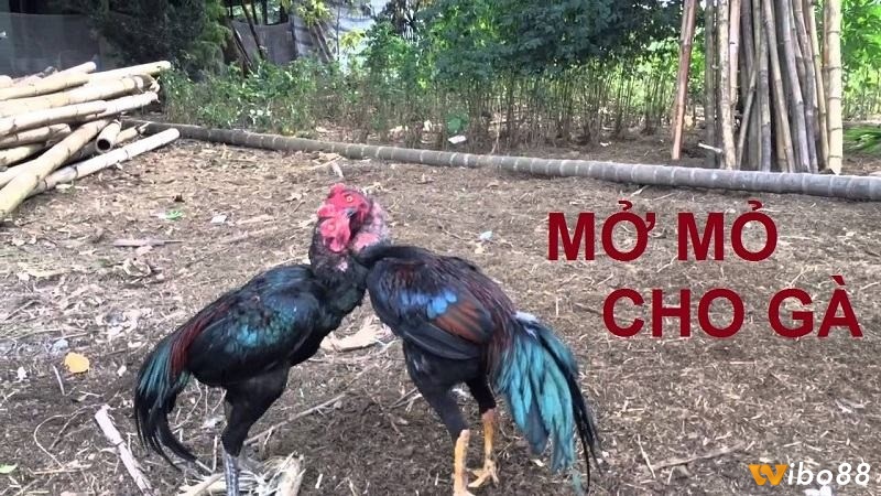 Tìm hiểu thông tin về cách mở mỏ gà chọi