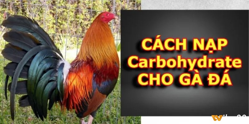 Cách nạp carbo cho gà đá và các lợi ích của nó