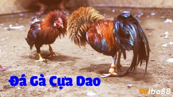 Những đặc điểm nổi bật của Đá gà cựa dao là gì?