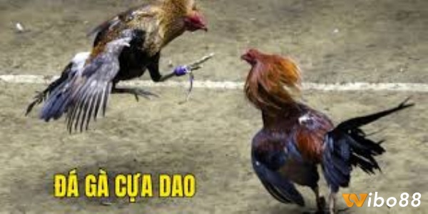 Luật chơi Đá gà cựa dao là gì?