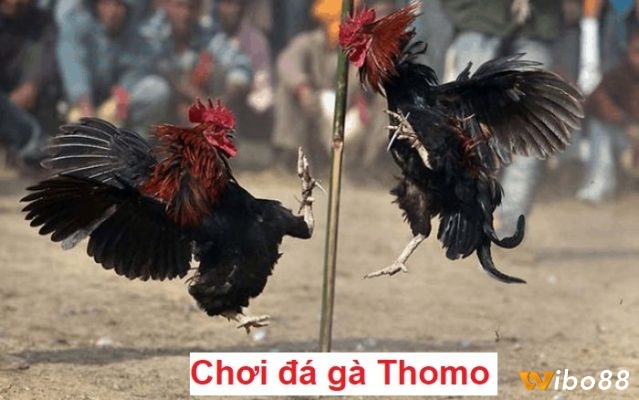 Đá gà thomo là gì? Đá gà cựa dao có gì hấp dẫn