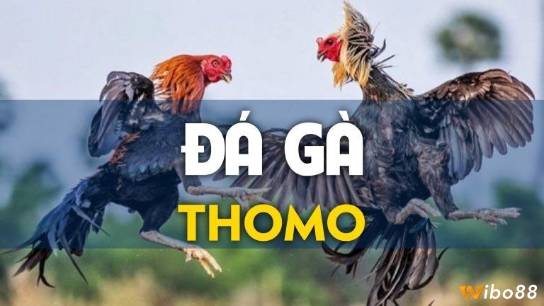 Ưu điểm của hình thức đá gà thomo là gì?