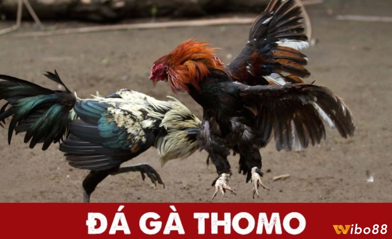 Đá gà thomo là gì?